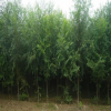 榆樹苗 白榆 榆錢樹 垂柳苗 青皮柳 黃柳成活極高 工程綠化