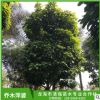 漳州清強苗木基地直銷 大量批發(fā)萍婆 園林景觀工程供應(yīng) 規(guī)格齊全