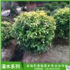 龍海市清強苗木基地直銷灌木園藝 灌木系列廠家直銷 各個規(guī)格供應(yīng)