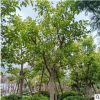 清強苗木基地直銷 大量批發(fā)富貴榕 園林景觀工程供應(yīng) 規(guī)格齊全