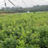 嘉輝園藝藍莓苗供應 三年兔眼藍莓苗價格 提供藍莓苗栽培種植技術