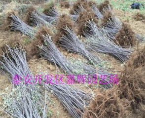 大量供應盆栽蘋果苗 紅肉蘋果樹苗 煙富8號蘋果苗 矮化蘋果樹苗