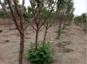 嘉輝園藝蘋果苗品種 供應嫁接蘋果樹苗 產地直銷煙富蘋果樹苗