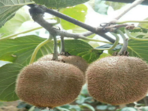 基地直銷獼猴桃樹苗 盆栽村桃苗 紅心獼猴桃苗 提供種植技術