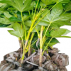 八角金盤 綠化植物 廠家直銷 批發(fā)綠化苗木 八角金盤