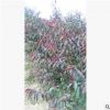 碧桃 紫葉碧桃 紅葉碧桃 彩葉風景樹 基地直銷.彩色園林植物