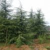 供應紅玉蘭 產地貨源紅玉蘭價格 紅花玉蘭 5公分紅花玉蘭價格