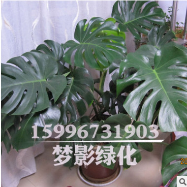龜背竹辦公室綠化植物 龜背竹盆栽 室內盆栽花卉大龜背竹觀葉植物