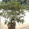 桂花樹苗批發庭院盆栽裝飾桂花樹貨源足 桂花樹 大型工程苗