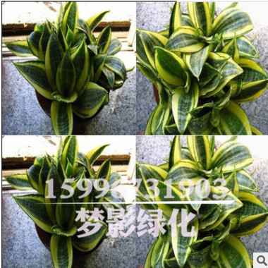 室內花卉盆栽植物金邊虎皮蘭批發多肉植物精品盆景虎皮蘭苗盆栽