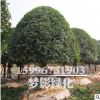 精品桂花 修剪成型 冠幅飽滿8-20公分八月桂花樹苗等 超過成活率