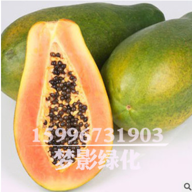 批發木瓜種子價格 顆粒飽滿 木瓜種子銷售 當年采包發芽
