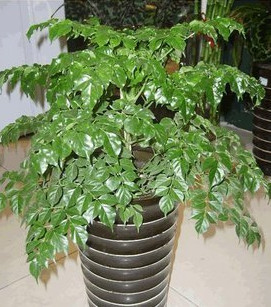 室內小幸福樹平安樹植物客廳辦公室盆栽綠寶觀葉盆景幸福樹批發