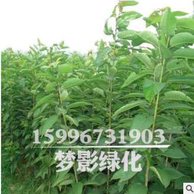苗圃基地專供 優質中藥材 杜仲樹苗 治療關節痛有療效 量大優惠