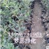 桂花苗銷售 桂花樹苗供貨 桂花小苗 規(guī)格齊全 成活率高 量大優(yōu)惠