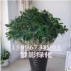 辦公室盆栽花卉批發 室內綠植盆栽 凈化空氣 非洲茉莉盆栽 茉莉花