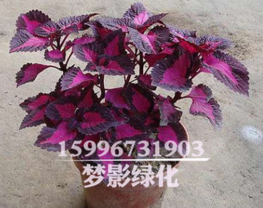 批發各種國慶草花 彩葉草盆栽 節日擺放花卉 質量好 歡迎來電咨詢