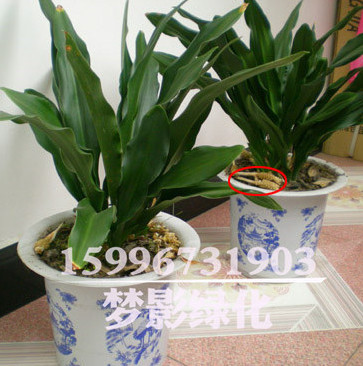 批發(fā)萬(wàn)年青盆栽 大型綠植 室內(nèi)花卉萬(wàn)年青 凈化室內(nèi)空氣綠植盆栽