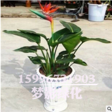 批發天堂鳥盆栽 盆栽綠植花卉 鶴望蘭 又名天堂鳥 觀賞高檔綠植