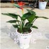 批發(fā)天堂鳥(niǎo)盆栽 盆栽綠植花卉 鶴望蘭 又名天堂鳥(niǎo) 觀賞高檔綠植