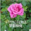 基地直銷(xiāo)紅玫瑰 四季香水型 大馬士革 可食用玫瑰 可泡茶 可飲用
