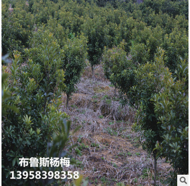 果樹3公分東魁楊梅樹苗水晶黑炭荸薺楊梅批發(fā)浙江產(chǎn)地