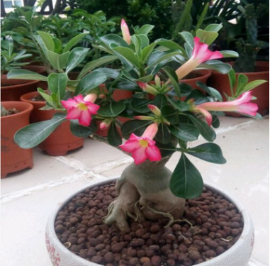 沙漠玫瑰苗盆栽花卉觀花植物室內花濃香重瓣帶花四季開花天寶花葉