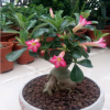 沙漠玫瑰苗盆栽花卉觀花植物室內花濃香重瓣帶花四季開花天寶花葉