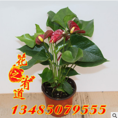 基地批發(fā)室內(nèi)植物盆栽 紅掌 粉掌 盆景花卉 凈化空氣