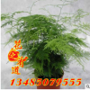 批發(fā)供應(yīng)文竹盆栽 室內(nèi)凈化空氣小型花卉盆栽植物