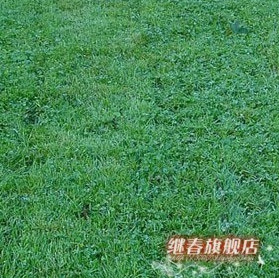 四季長青的草坪種子,耐熱性強的早熟禾種子(藍鉆)每斤28元