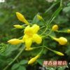 盆栽濃香花卉【迎夏】夏季開花.庭院陽臺綠化專用