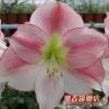 荷蘭進口朱頂紅種球【圣雷莫】球根花卉荷蘭觀花盆栽鮮花多肉植物