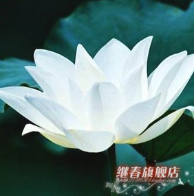水生植物 碗蓮種根【白鶴】碗蓮種藕 盆栽碗蓮
