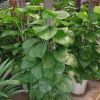 大葉綠蘿 有綠色進化器之美稱 室內盆栽植物 四季常青花卉