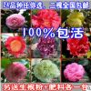 室內盆栽植物花卉 茶花樹苗木3年 年宵有氧綠植多種選擇 2顆包郵