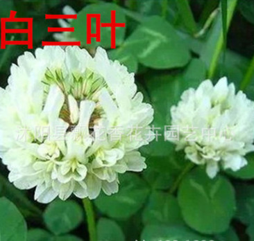 批發(fā)優(yōu)質(zhì)草坪種子 三葉草種子 草種草籽暖季型 低價(jià) 保質(zhì)保量