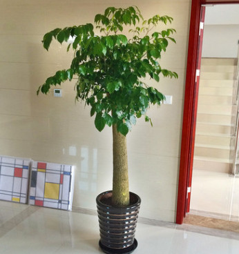 批發空氣凈化 大幸福樹 平安樹 綠植觀葉盆景 大型植物 客廳盆栽