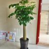 批發空氣凈化 大幸福樹 平安樹 綠植觀葉盆景 大型植物 客廳盆栽