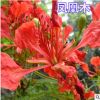 鳳凰木種子 紅花楹種子 金鳳種子 火樹種子 風景樹 綠化苗木種子