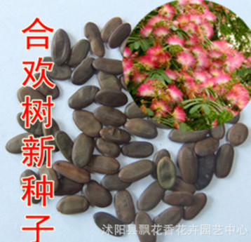 行道樹種子 合歡種子金合歡銀合歡 行道樹花籽 花木種子 批發
