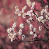 梅花 優(yōu)良苗木