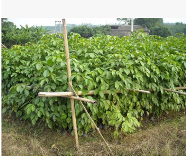 基地自產自售，大量供應秋楓樹大小苗 優質綠化苗木