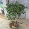 基地批發(fā)桂花樹苗 八月桂 四季桂小苗 品種齊全 綠化園林工程