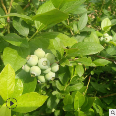 泰安批發(fā)直銷藍(lán)莓樹苗藍(lán)豐 奧尼爾 喜來等品種抗寒矮叢品種成活高
