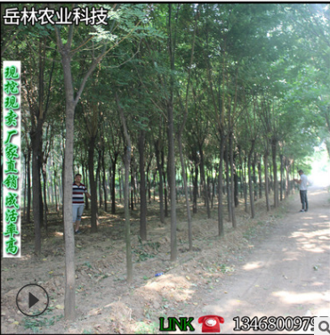 基地直銷國槐小苗品種純正批發(fā)國槐樹苗 成活率高全國發(fā)貨