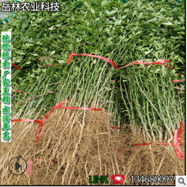 基地直銷批發帶刺樹 枳殼苗 枸橘苗嫁接用砧木庭院防護籬笆枸橘苗