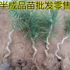 精品造型羅漢松盆景苗 綠化苗木園林工程綠化