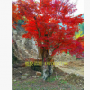 桂林紅楓樹(shù) 廣西紅楓苗木 量大優(yōu)惠 常綠喬木