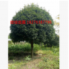 桂林桂花樹(shù) 供應(yīng)廣西桂花樹(shù) 米經(jīng)18-25公分高桿桂花樹(shù)